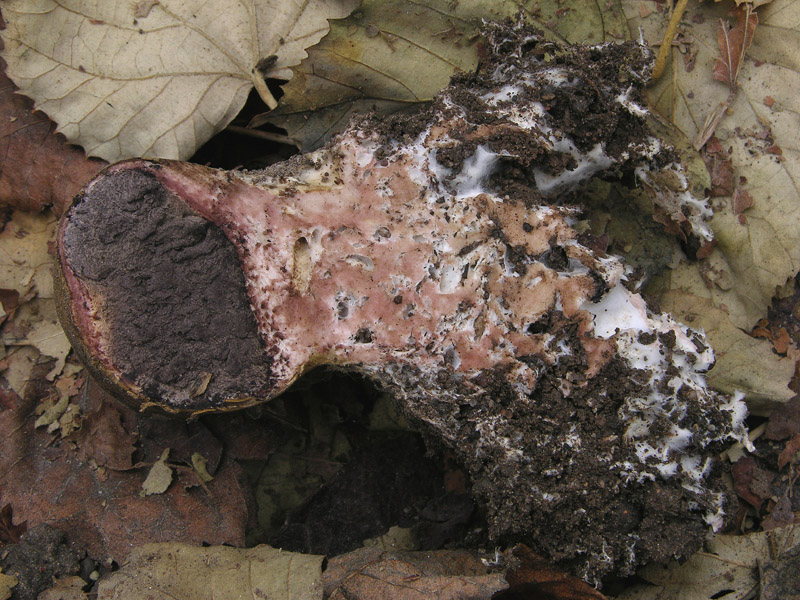 Scleroderma da determinare.